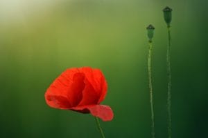 selective focus photography of red poppy flower 1126381 - selective-focus-photography-of-red-poppy-flower-1126381